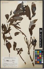 Foto von Salix araeostachya C. K. Schneid.